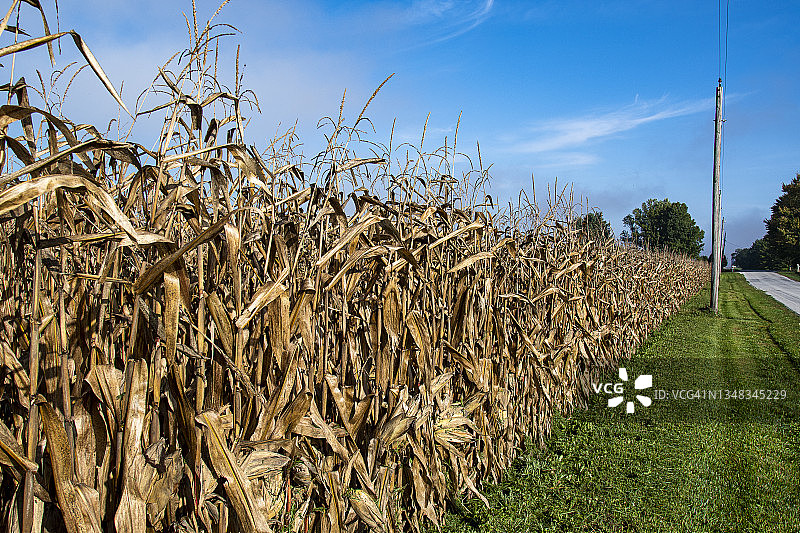 路边的玉米地图片素材