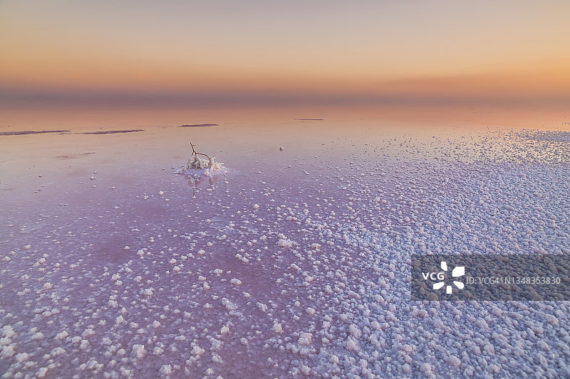 粉红色盐湖日落时分树枝上的盐，哈特泻湖粉红盐湖图片素材