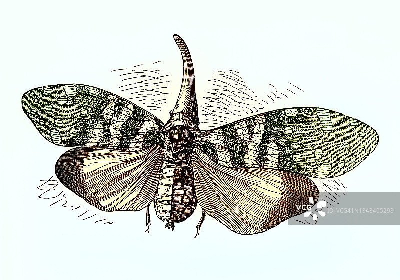 蜡蝉复古雕刻插图图片素材