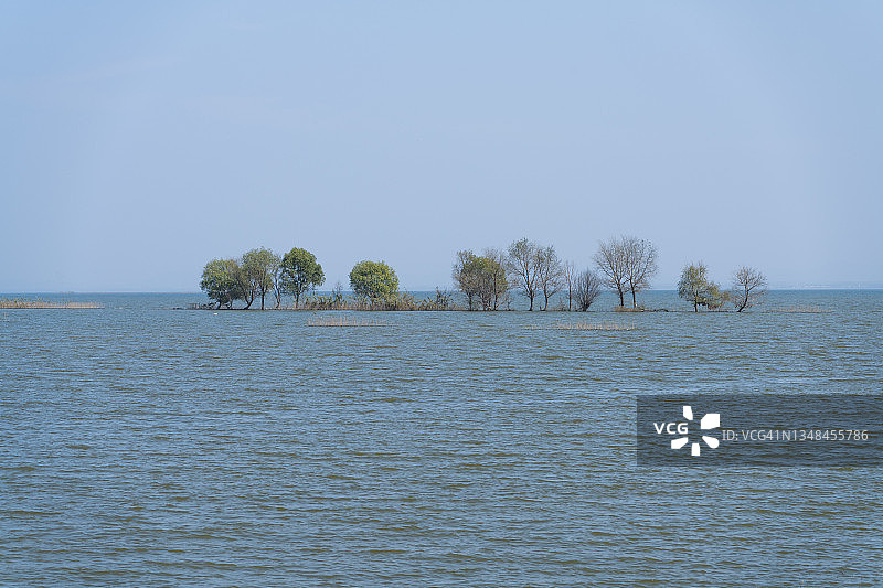 大湖水中的树木图片素材