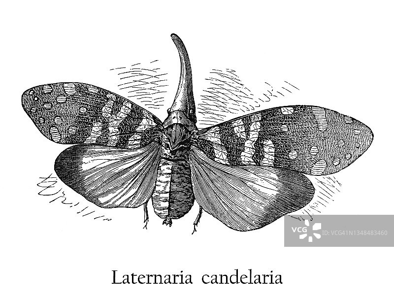 蜡蝉复古雕刻插图图片素材