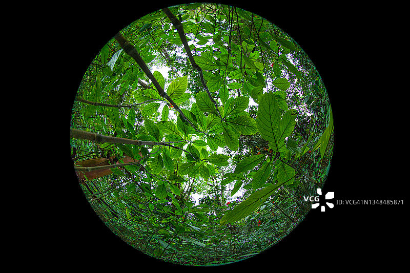 鱼眼绿色气候图像图片素材