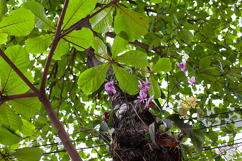 里约热内卢街头的兰花图片素材