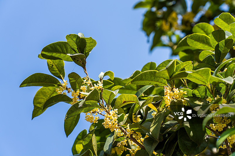 秋季盛开的桂花图片素材