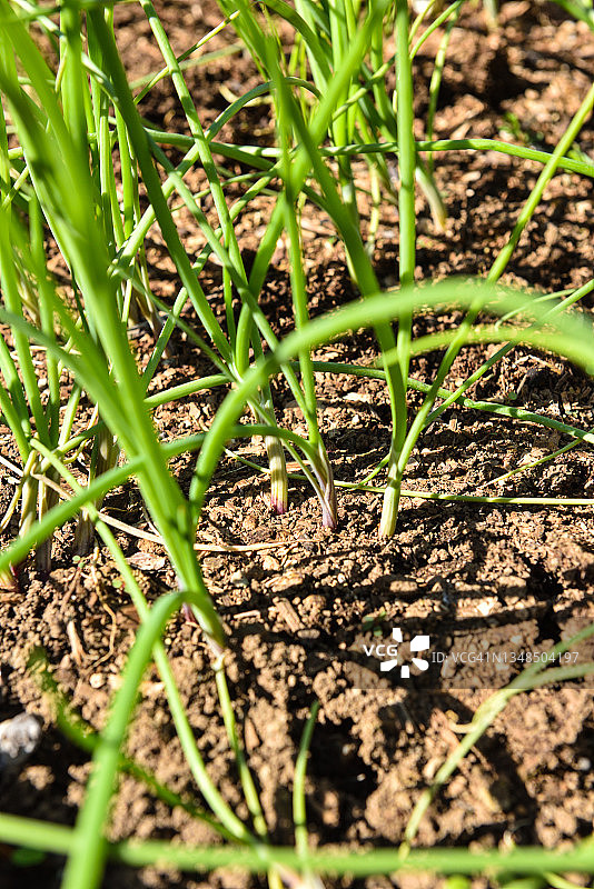 用于秋季洋葱苗的红色洋葱苗特写。幼苗将被拉出并以25个为一束出售。10月以6到8英寸的间隔种植，收获期为5月下旬图片素材