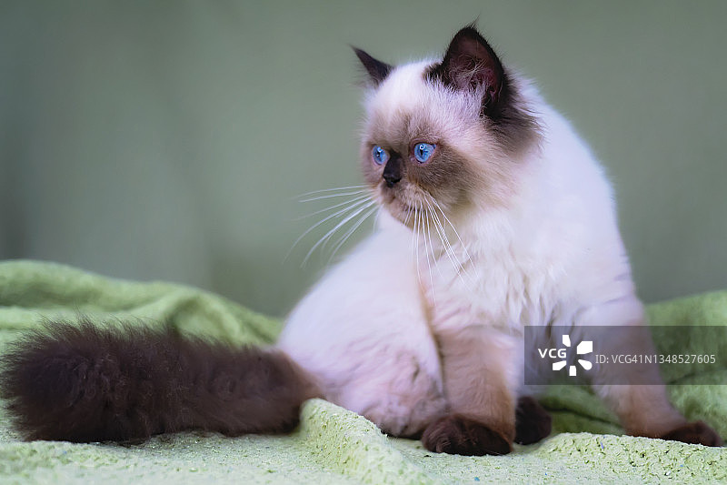 美丽的喜马拉雅猫海豹色重点色特写图片素材