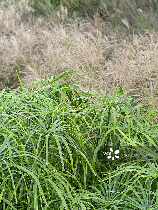 秋天的芦苇图片素材