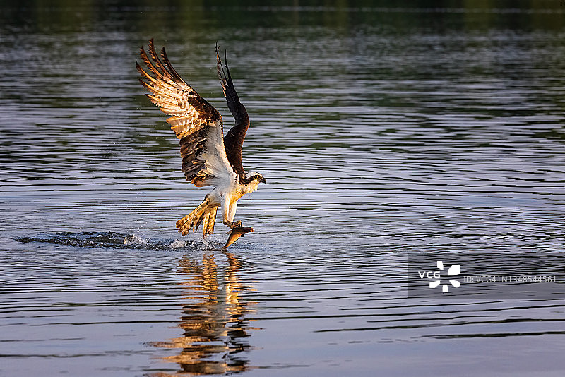 鱼鹰捕鱼图片素材