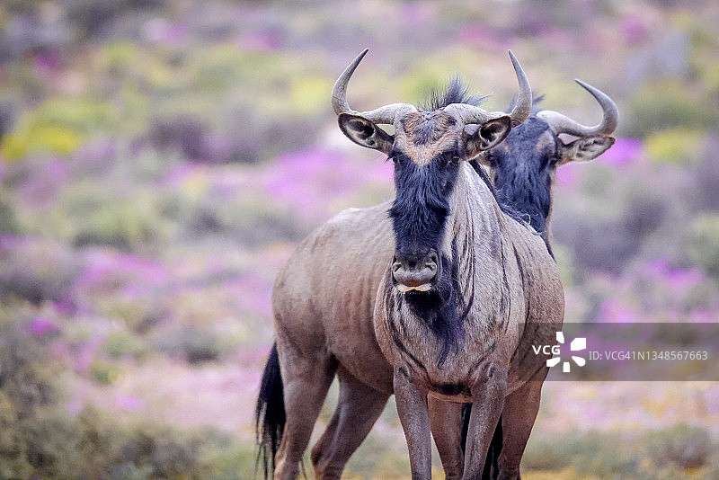蓝色角马图片素材