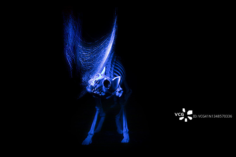 黑色背景下蓝色光轨照亮的猫骨骼复制品图片素材