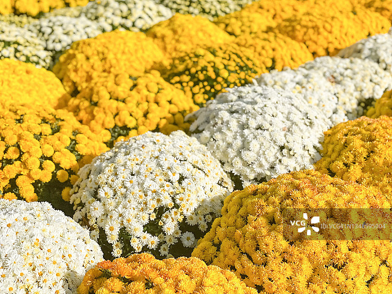 秋季的白色和黄色大菊花图片素材