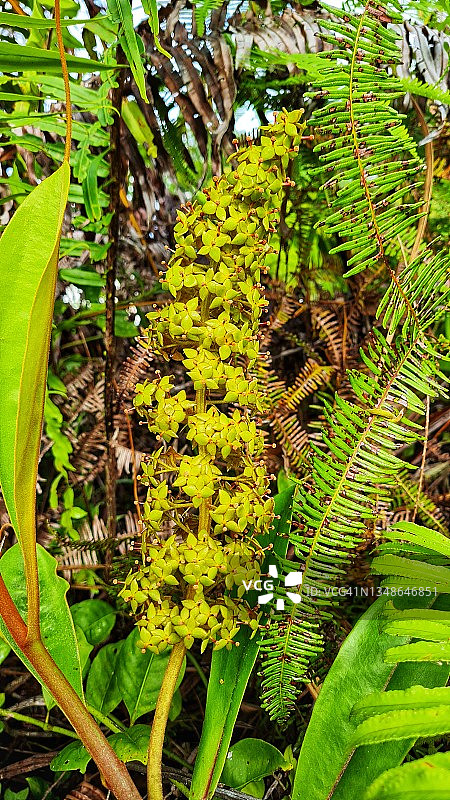马来西亚沙捞越诗巫猪笼草盛开特写图片素材