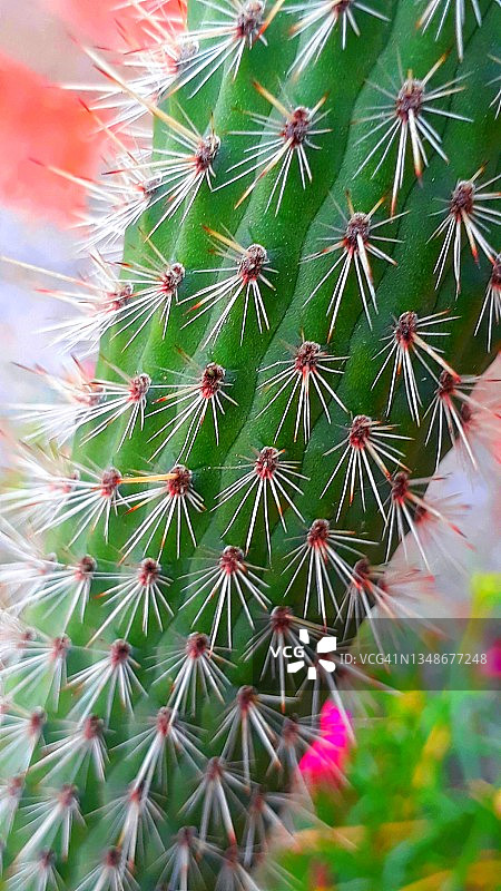 仙人掌及其刺的特写图片素材