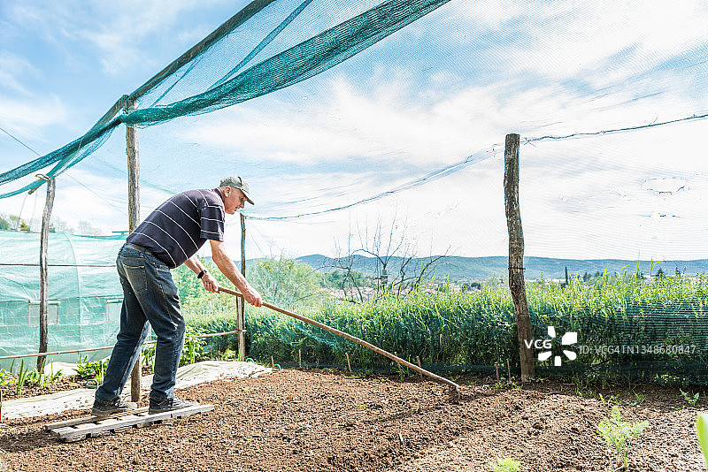 年长的男人用耙子平整土壤，为春季菜园准备苗床图片素材