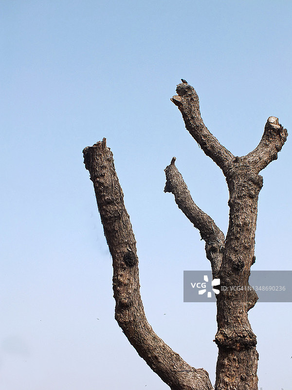 光秃树木的树干和树枝图片素材
