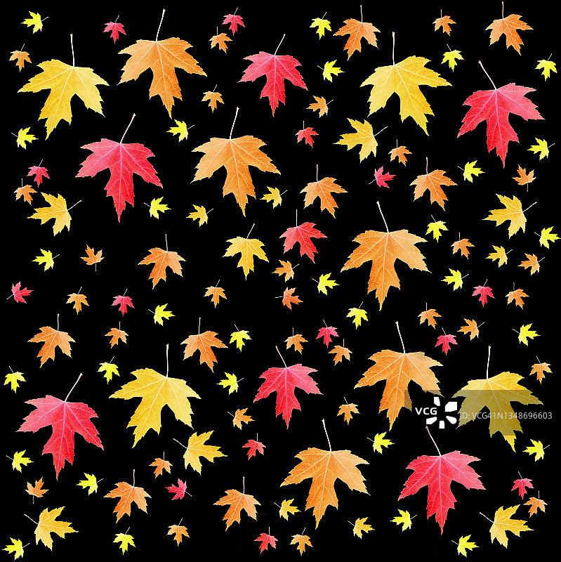 黑色背景上，明亮的秋季枫叶构成图案图片素材