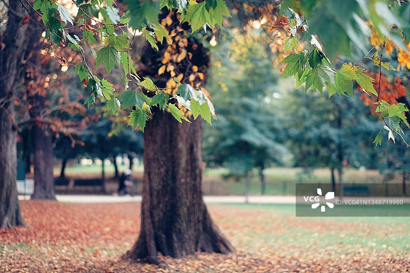 秋季林地公园图片素材