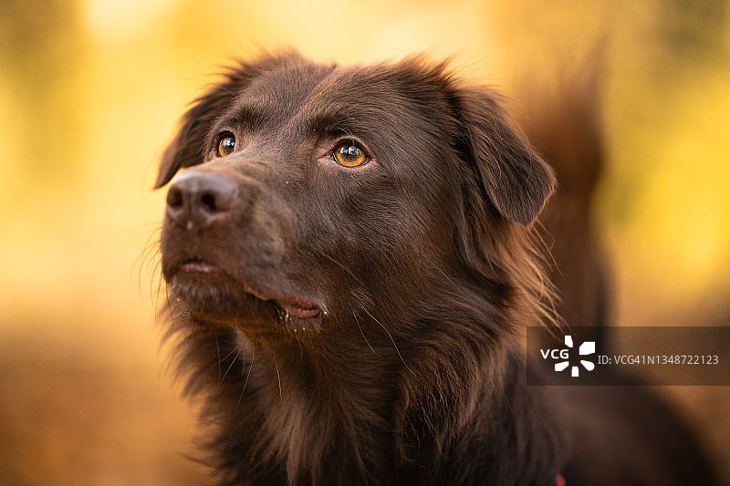 眺望远方的狗图片素材