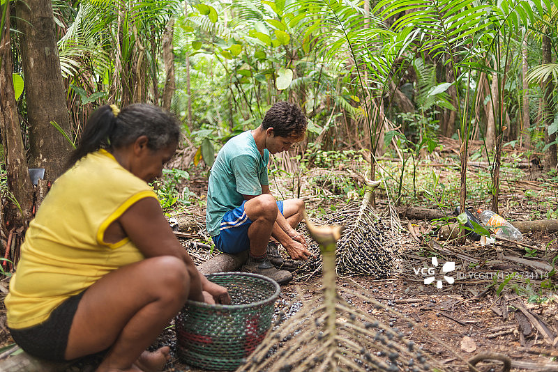 工人们手工采摘巴西莓果图片素材