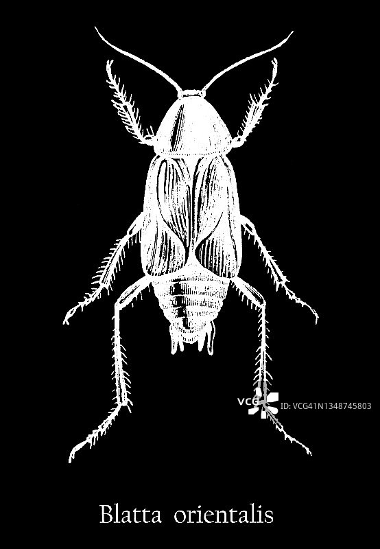 东方蟑螂（Blatta orientalis）古老雕刻插图图片素材