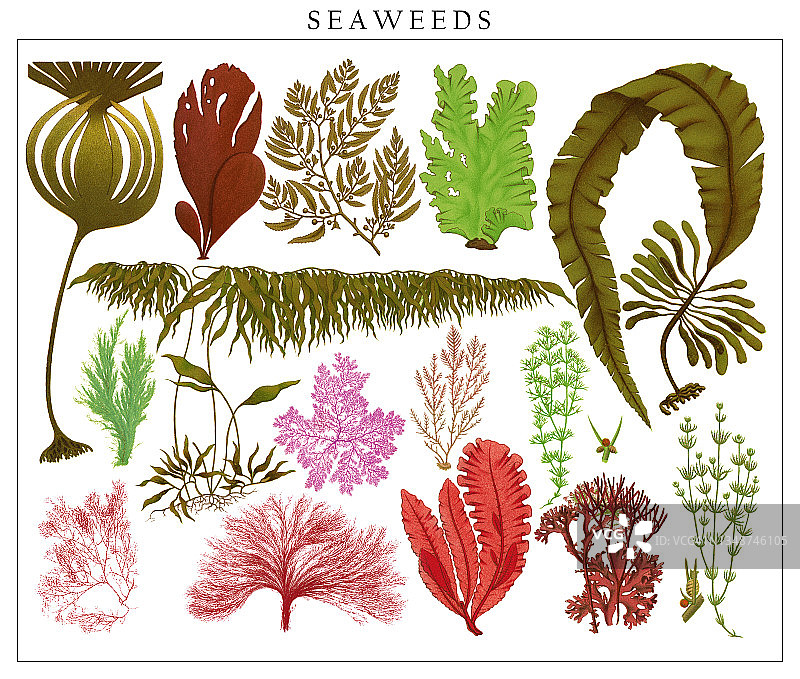 藻类和海藻古老的彩色石印插图图片素材