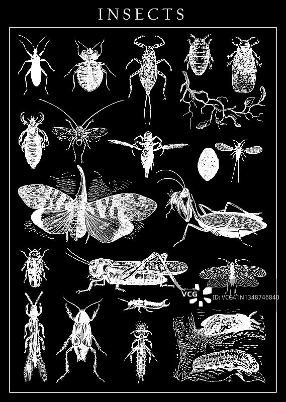 昆虫老式雕刻插图图片素材