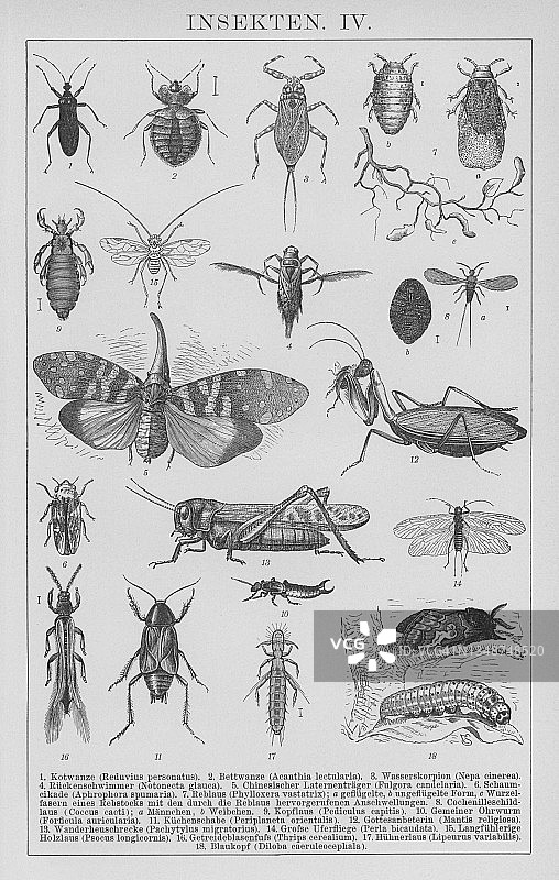 昆虫老式雕刻插图图片素材