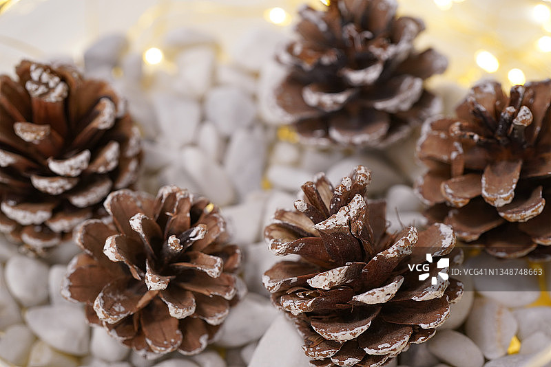 砾石床上的面包果图片素材