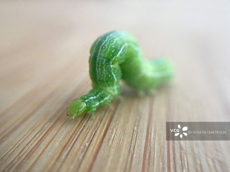 在木质表面上爬行的纹白蝶幼虫图片素材