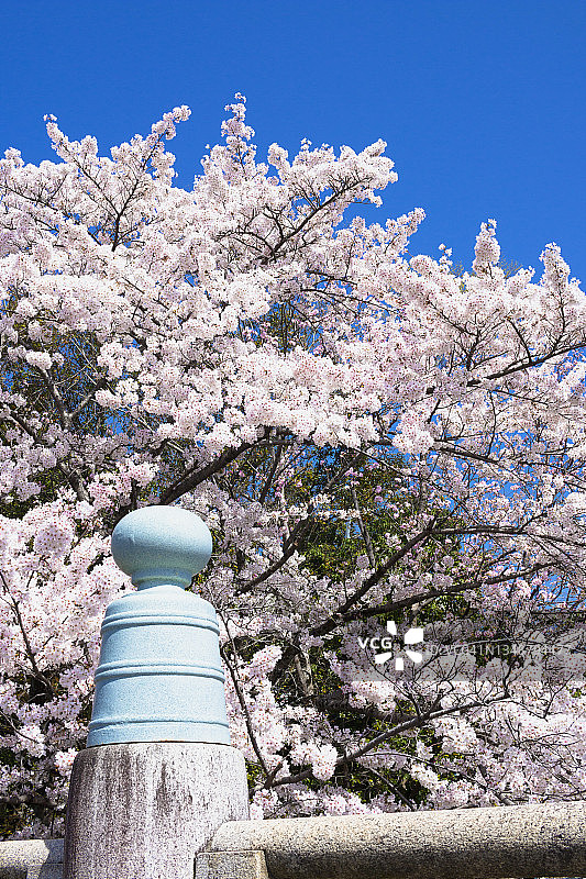 前景中的樱花与桥梁栏杆图片素材