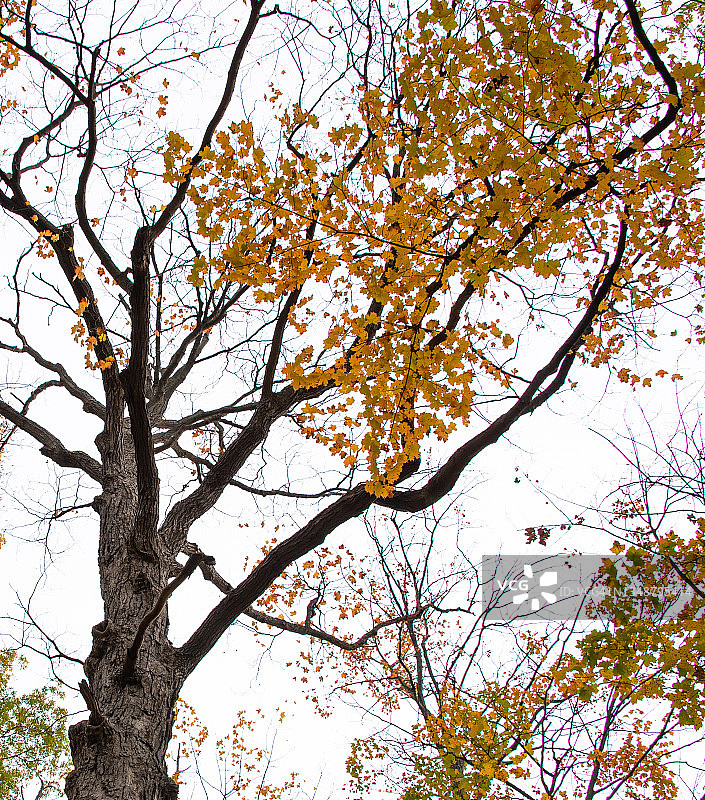 拥有橙色、红色和黄色秋叶的树木图片素材