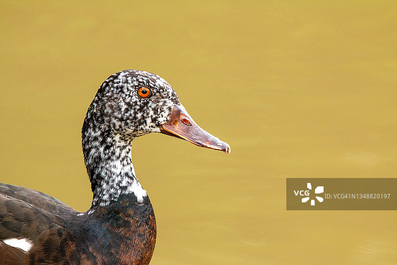 半只鸭子的特写图片素材