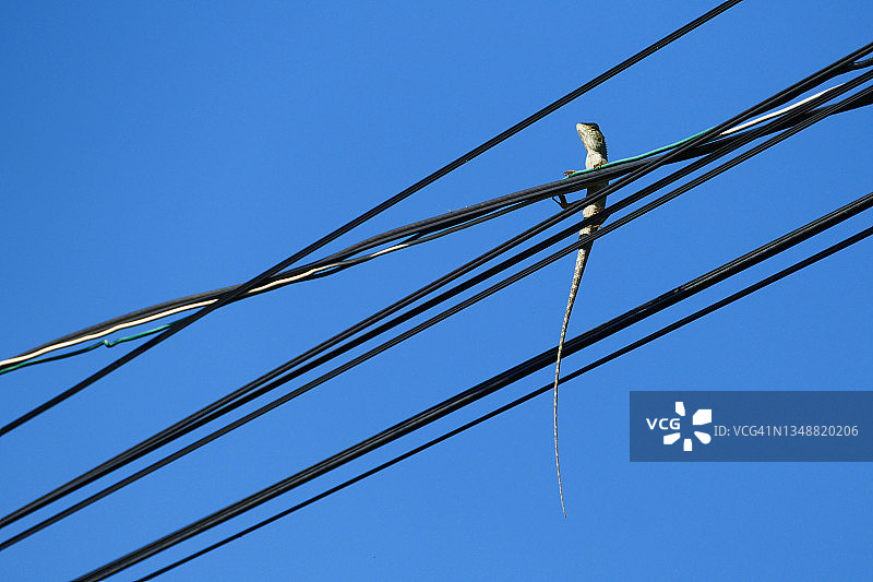 清晨，变色龙栖息在电线上图片素材