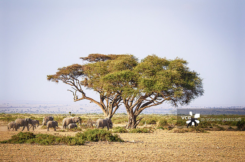 肯尼亚安博塞利国家公园里走过大树旁的大象家族图片素材