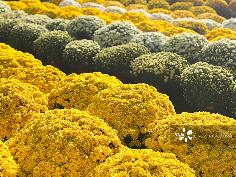 秋季的白色和黄色大菊花图片素材