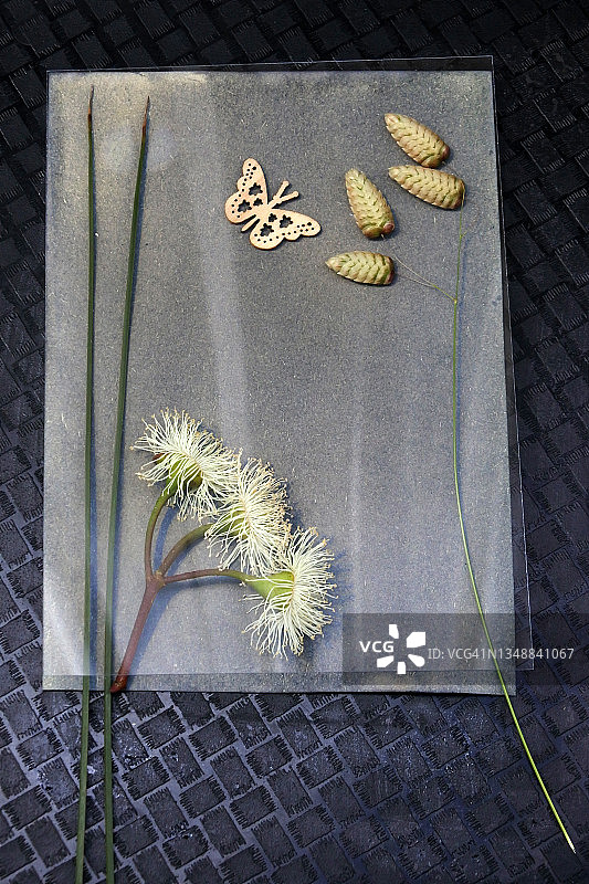 一组物体和植物的蓝晒照片图片素材