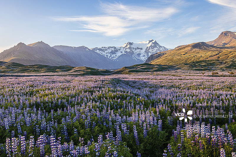 夏季冰岛盛开的紫色羽扇豆花田图片素材