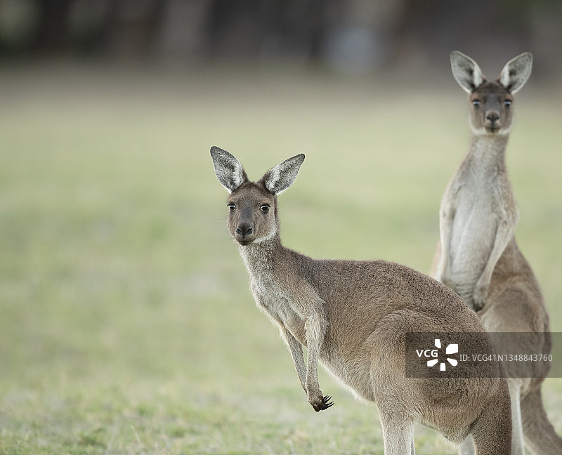 袋鼠图片素材