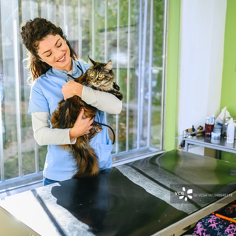 猫与兽医图片素材