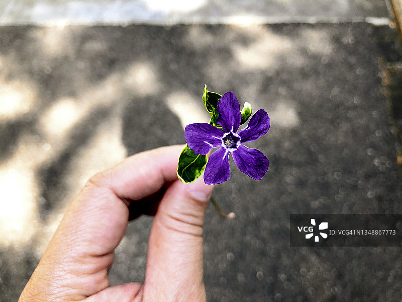 蔓长春花特写图片素材
