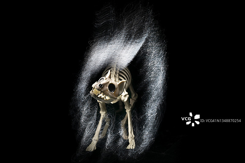 白色光迹照亮的猫骨骼复制品图片素材