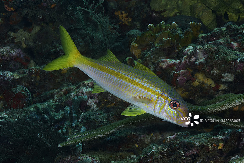 黄色副绯鲤图片素材