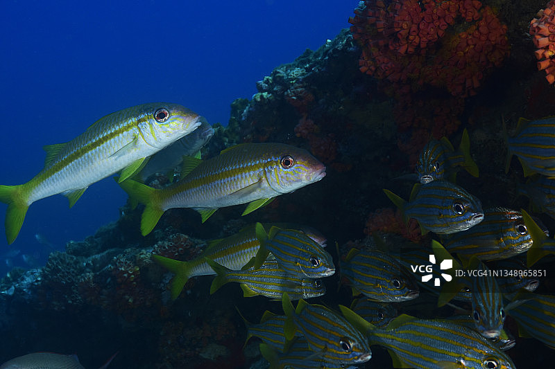 黄色副绯鲤图片素材