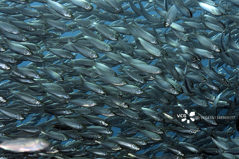 虚假鲱鱼群图片素材