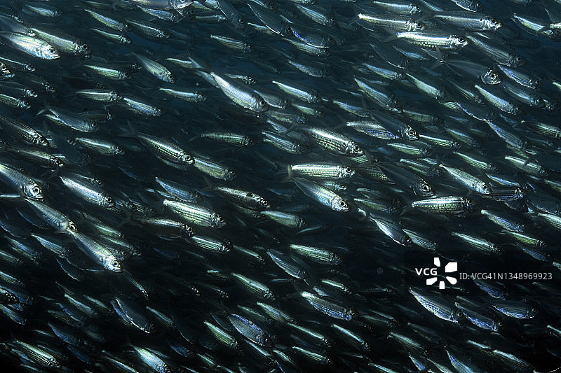 虚假鲱鱼群图片素材