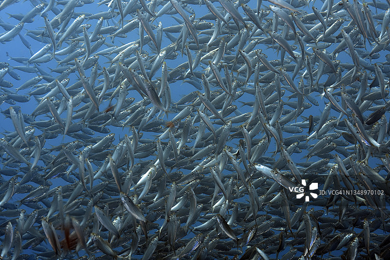 虚假鲱鱼群图片素材