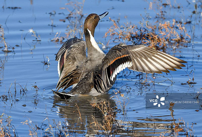 在太平洋飞行路线的秋冬迁徙过程中，北品尾鸭在飞行后展开翅膀图片素材