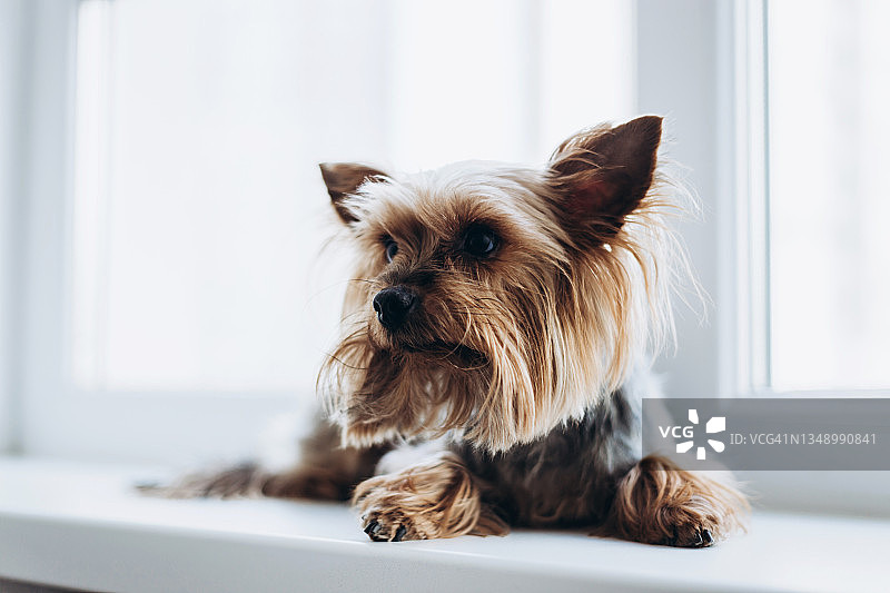 躺在窗台上的可爱约克夏犬图片素材
