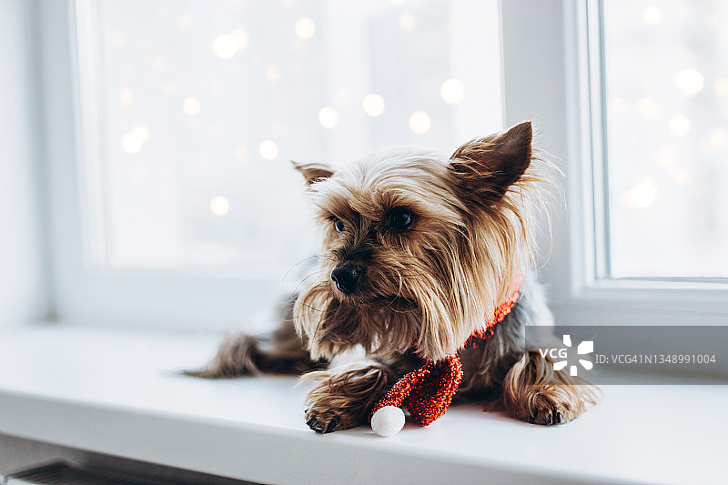 窗台上灯光下的约克夏犬图片素材