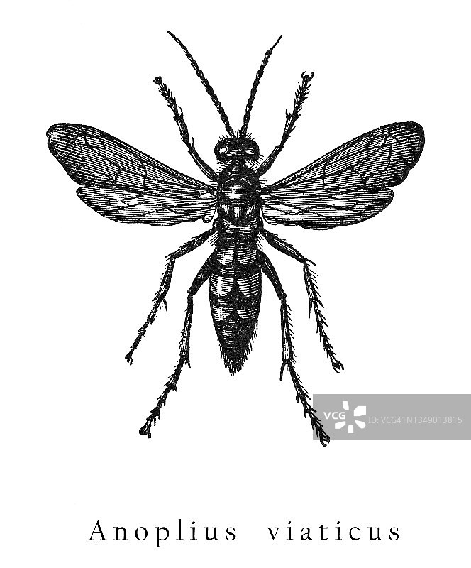 黑带蛛蜂的复古雕刻插图图片素材